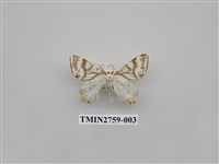 藏品(尺蛾328)的圖片
